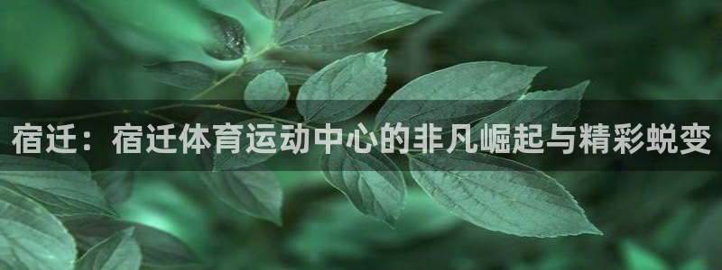 熊猫体育在线观看