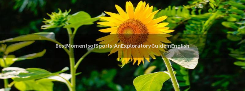 熊猫体育nba：BestMomentsofSports:AnExploratoryGuideinEnglish